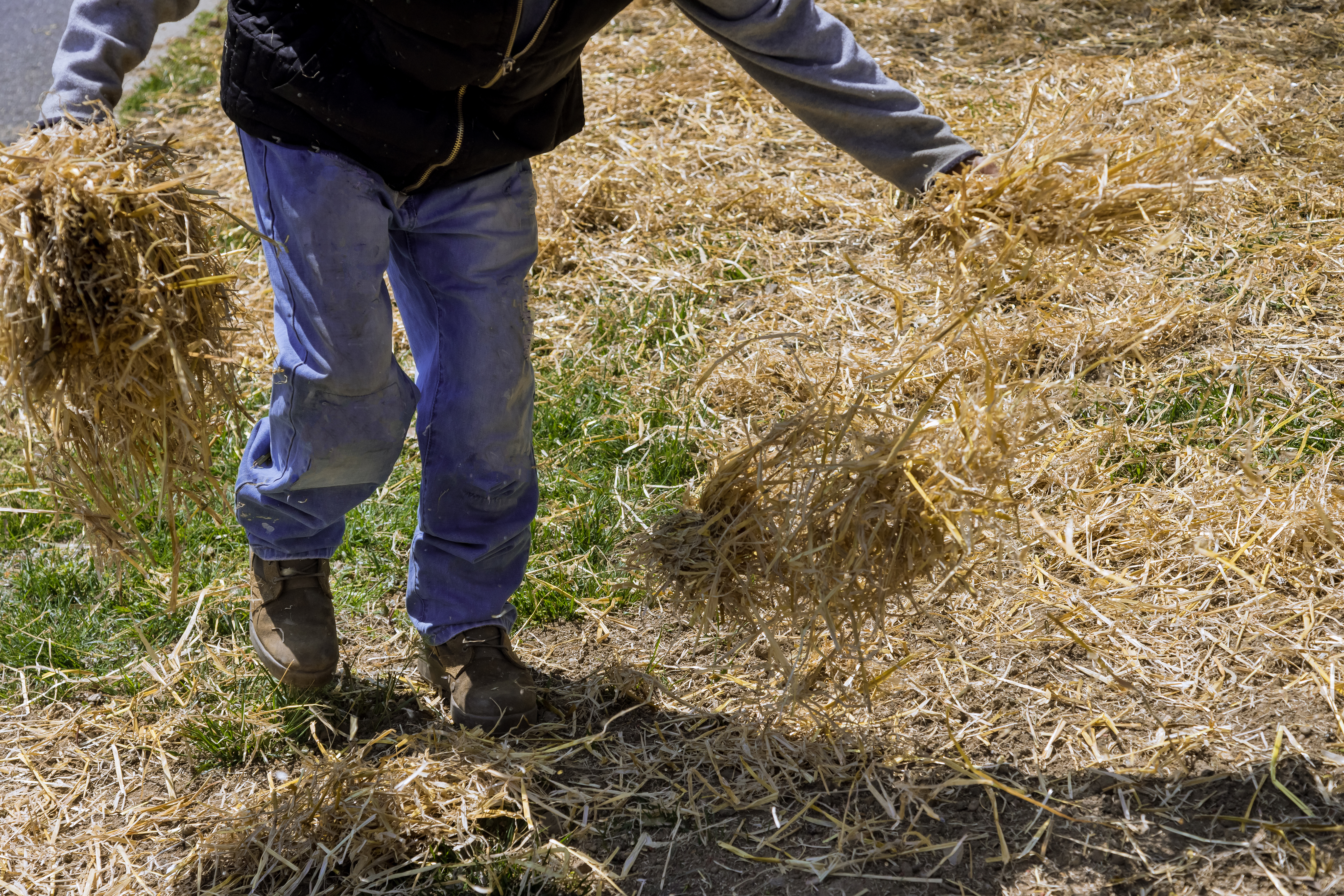 Person wearing work clothes spreading dry straw over the ground as mulch on a grassy area.
